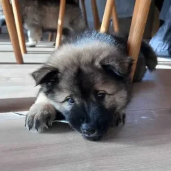 Njord Pet Oksestrimler |1 stk