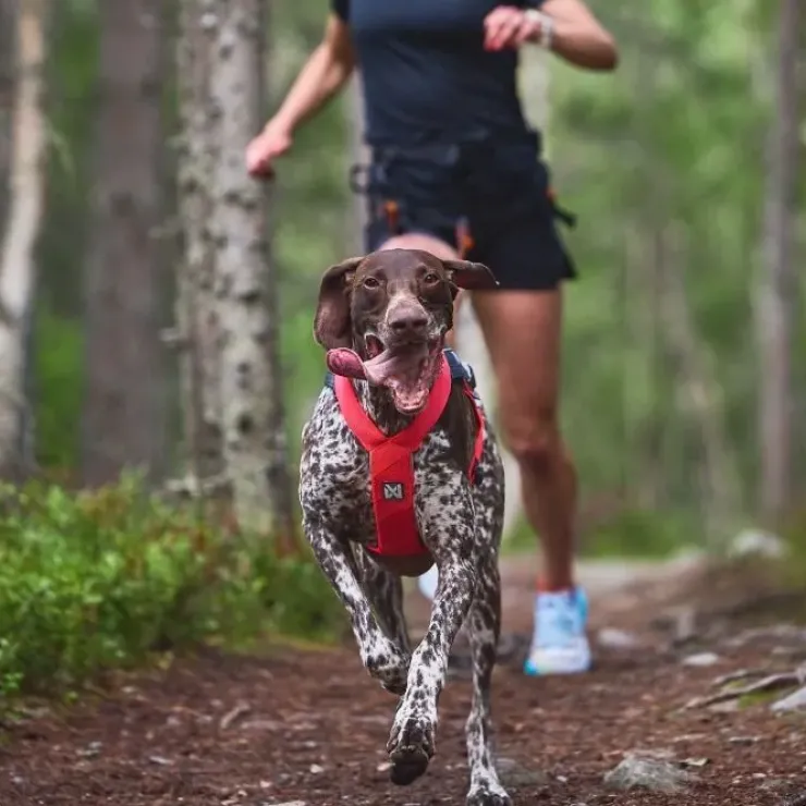 Non-Stop Dogwear Freemotion Harness 5.0 Pink | OUTLET