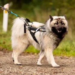 Non-Stop Dogwear Freemotion Harness | OUTLET