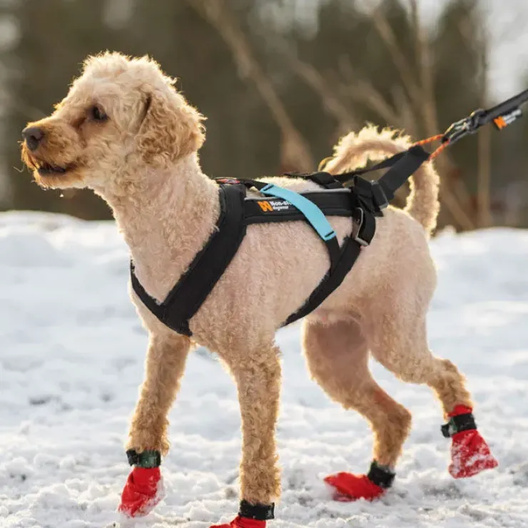 Non-Stop Dogwear Freemotion Harness | OUTLET