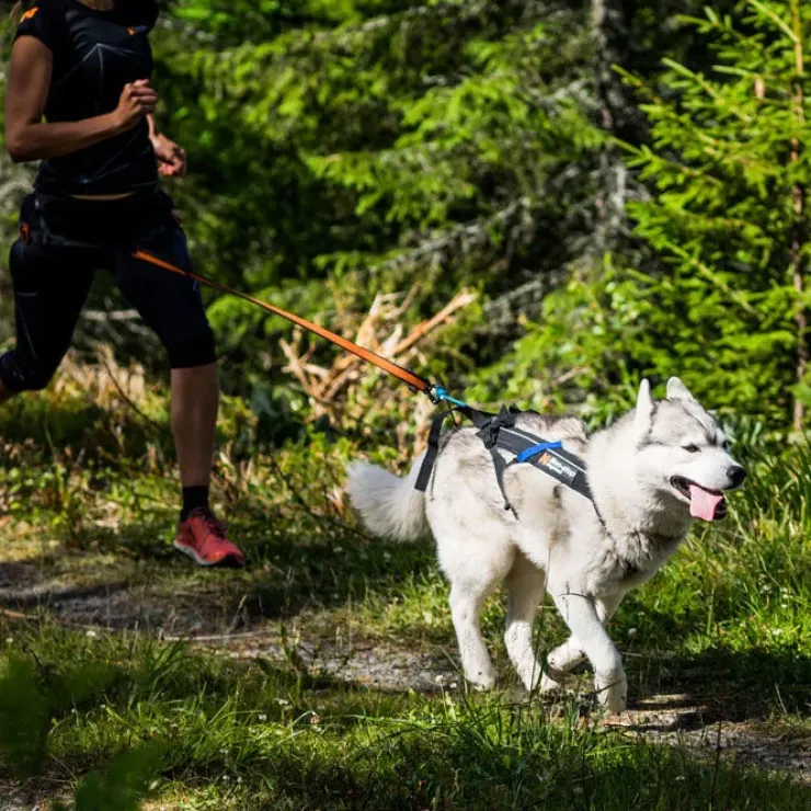Non-Stop Dogwear Freemotion Harness | OUTLET