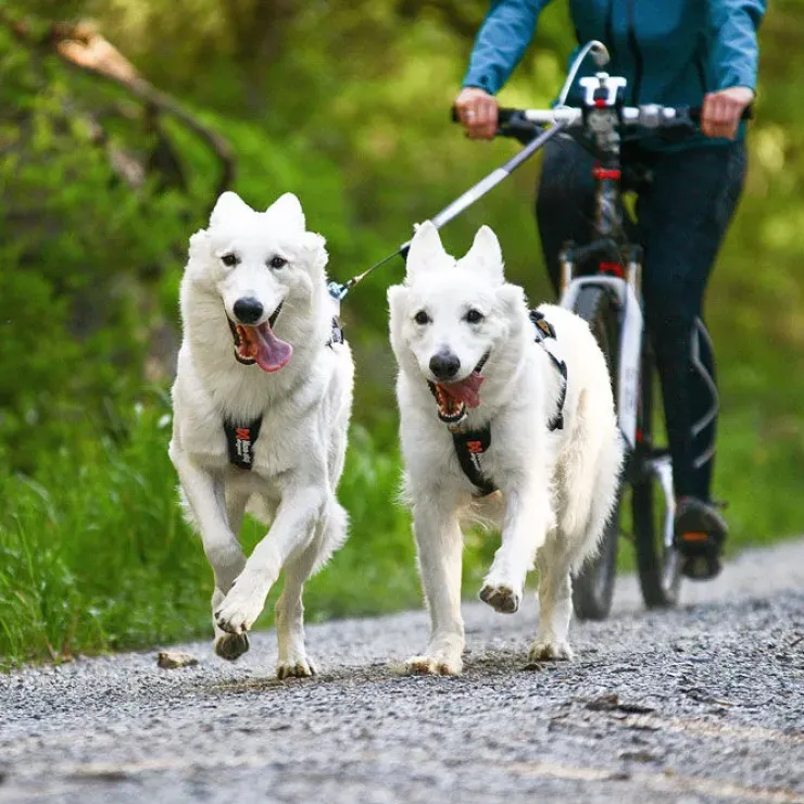 Non-Stop Dogwear Freemotion Harness | OUTLET