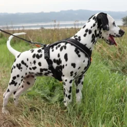 Non-Stop Dogwear Line Harness 5.0 | OUTLET