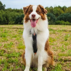 Non-Stop Dogwear Line Harness 5.0 | OUTLET