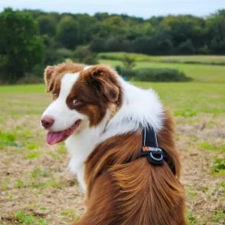 Non-Stop Dogwear Line Harness 5.0 | OUTLET