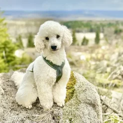 Non-Stop Dogwear Line Harness 5.0 | OUTLET