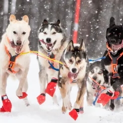 Non-Stop dogwear Long Distance bootie 4pk | OUTLET