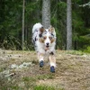 Non-Stop dogwear protector bootie | 4 stk | OUTLET