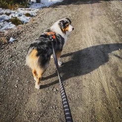 Non-Stop dogwear Touring Bungee Leash | OUTLET