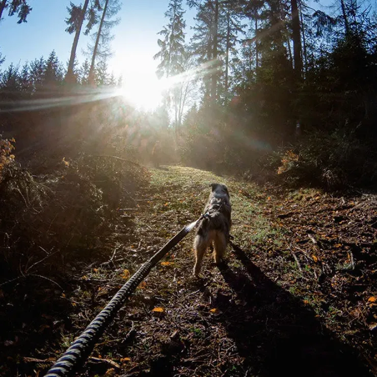 Non-Stop dogwear Touring Bungee Leash | OUTLET