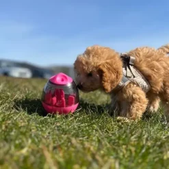Nordic Paws Aktivitetsæg