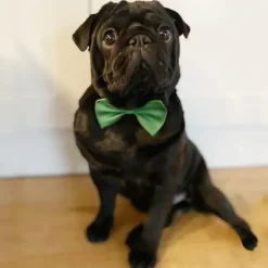 Ollipet Afstivet hundebutterfly