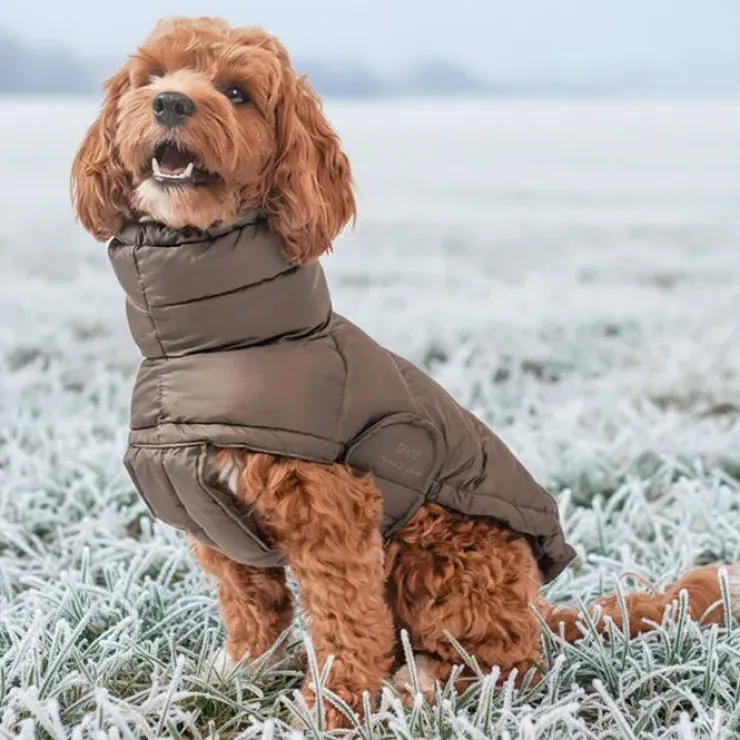 Ollipet Alpine Explorer Hundejakke