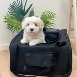 Ollipet Autostol til Hund | 2i1