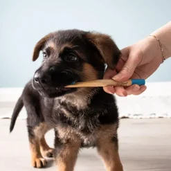 Ollipet Bambus Hundetandbørste