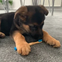 Ollipet Bambus Hundetandbørste