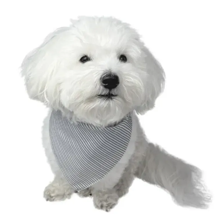 Ollipet Bandana til hunde | OUTLET