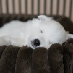 Ollipet Bella Bloom Lounge hundekurve | Flere farver