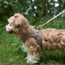 Ollipet Bijou Step-in hundesele | Fløjl