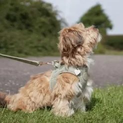 Ollipet Bijou Step-in hundesele | Fløjl