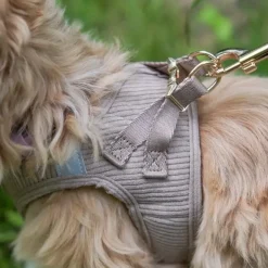 Ollipet Bijou Step-in hundesele | Fløjl