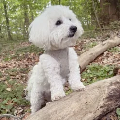 Ollipet Bijou Step-in hundesele | Fløjl