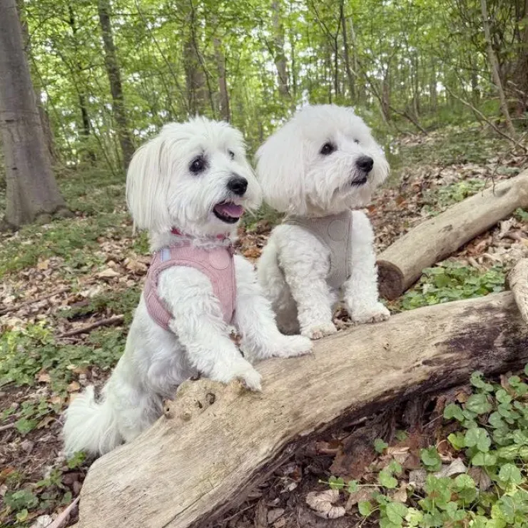Ollipet Bijou Step-in hundesele | Fløjl