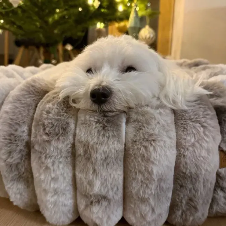 Ollipet Chinchilla Donutseng