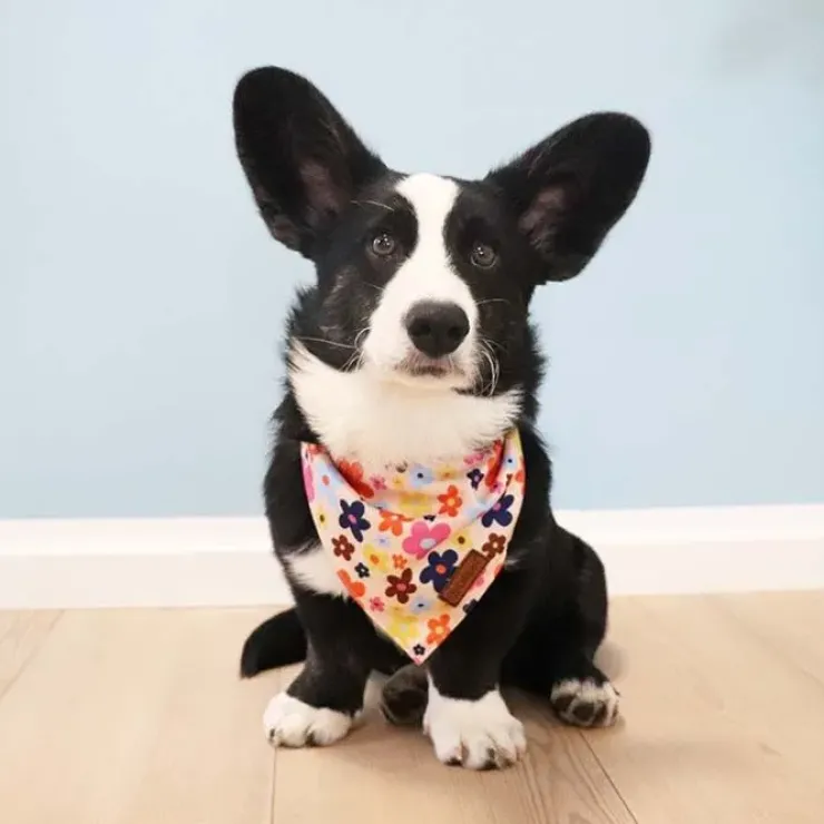 Ollipet City Lux Bandana | Sweet Flowers | OUTLET