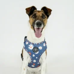 Ollipet City Lux Hundesele | Blue Marguerites | OUTLET