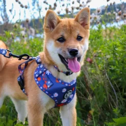 Ollipet City Lux Hundesele | Blue Marguerites | OUTLET