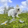 Ollipet City Lux Hundesele | Cute Little Dots | OUTLET