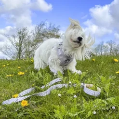 Ollipet City Lux Hundesele | Cute Little Dots | OUTLET