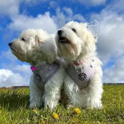 Ollipet City Lux Hundesele | Cute Little Dots | OUTLET
