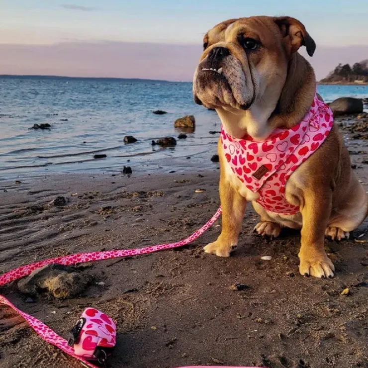 Ollipet City Lux Hundesele | Hearts Of Love | OUTLET