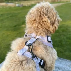 Ollipet City Lux Hundesele | Olli Paws/Dots | OUTLET