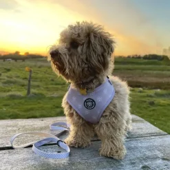 Ollipet City Lux Hundesele | Olli Paws/Dots | OUTLET
