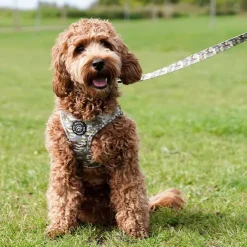 Ollipet City Lux Hundesnor | Camouflage