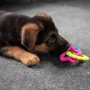 Ollipet ColourPups - Bideringe til hvalpe
