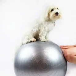 Ollipet DogFit Air | Balance Ball