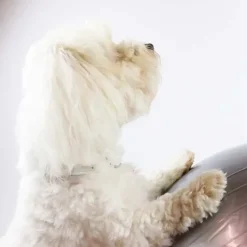 Ollipet DogFit Air | Balance Ball