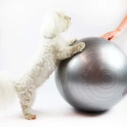 Ollipet DogFit Air | Balance Ball