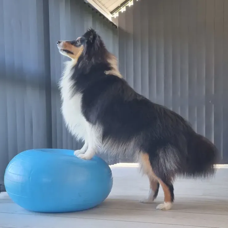 Ollipet DogFit Air - Balance Donut