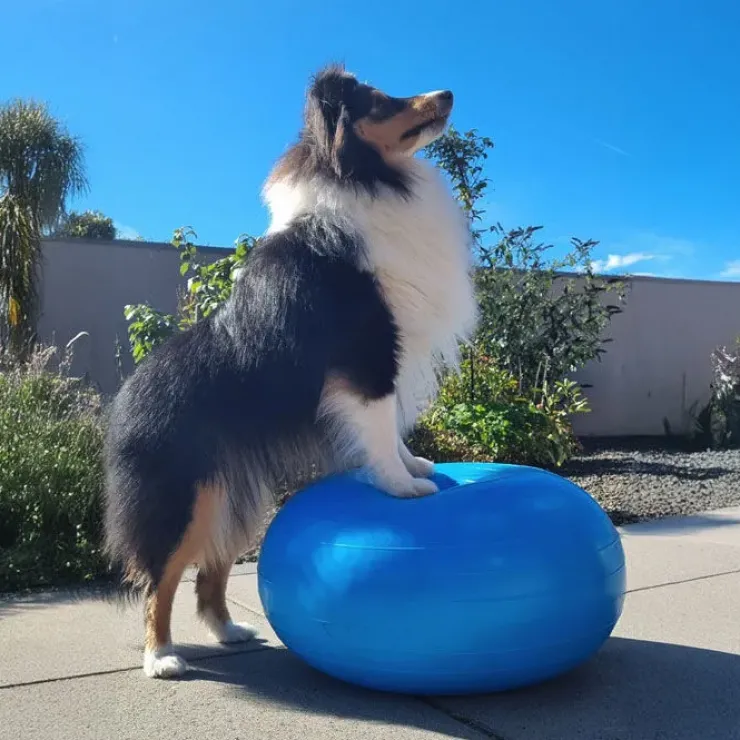 Ollipet DogFit Air - Balance Donut