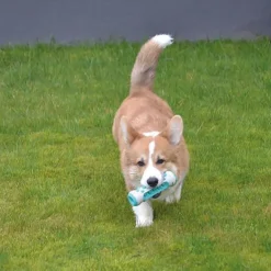 Ollipet dog toothbrush activity stick
