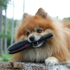 Ollipet Exclusive Bristle & Nylon Brush