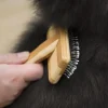 Ollipet Exclusive karte | små dupper