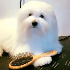 Ollipet Exclusive Oval Grooming Brush
