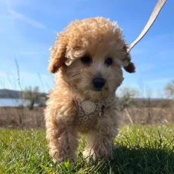 Ollipet Flora Step-in hundesele