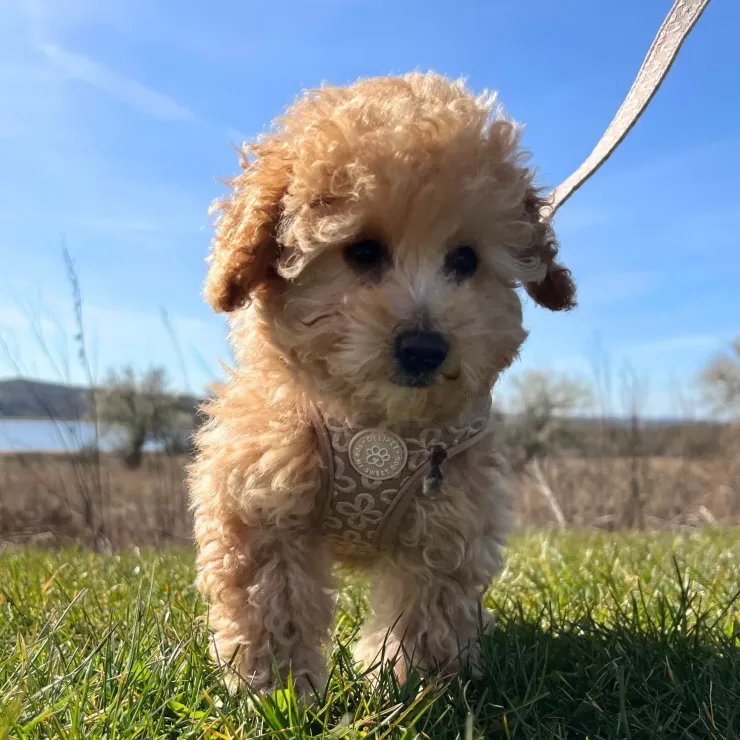 Ollipet Flora Step-in hundesele